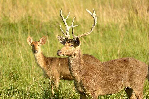 Shillong Kaziranga Tour