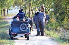 Kaziranga Zeep Safari Tour
