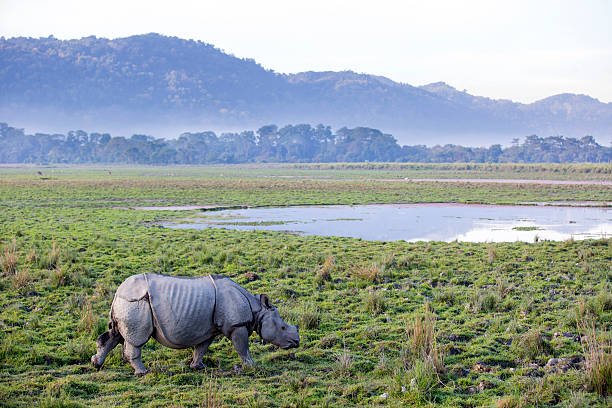 Guwahati Airport - Kaziranga